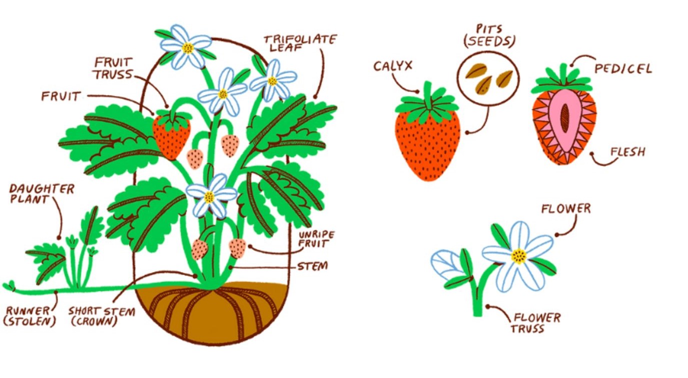 Growing Strawberries at Home Edible Northeast Florida